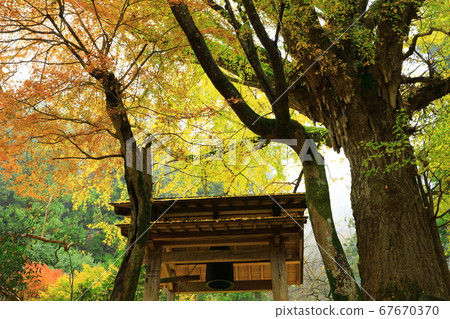 銀杏葉在Kaichoji寺 67670370
