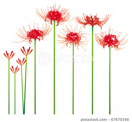 Cluster amaryllis 67670398