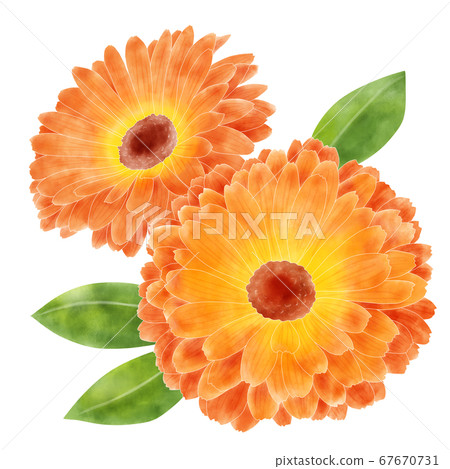Watercolor illustration calendula 67670731