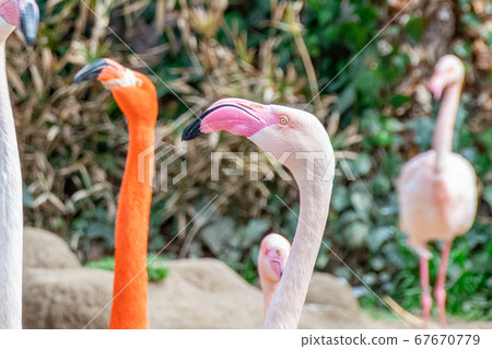 火烈鳥臉朝上 67670779