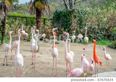 各種類型的火烈鳥 67670834