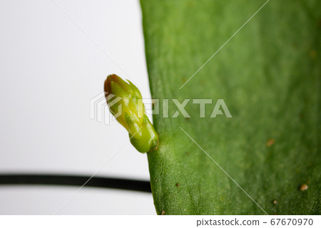 月亮手勢花蕾07 67670970