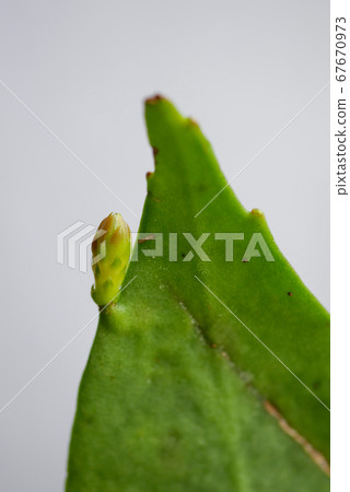 Flower bud 10 Flower bud 10 67670973