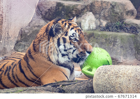 向上的阿穆爾虎抱著一個球 67671314