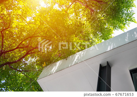 Green Eco Home, Tree plant for ozone air clean and UV sunshade protect cooling house Green Eco Home, Tree plant for ozone air clean and UV sunshade protect cooling house 67671653