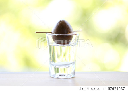 Regenerated Avocado Seeds Regenerated Avocado Seeds 67671687
