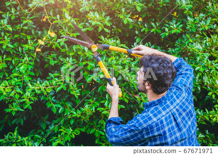 Gardener hedge trimming grass shears gardening scissors activity working during stay home 67671971