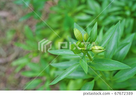 The bulging alstroemeria buds The bulging alstroemeria buds 67672389