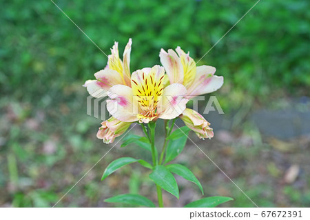 Yellow spotted alstroemeria flower Yellow spotted alstroemeria flower 67672391