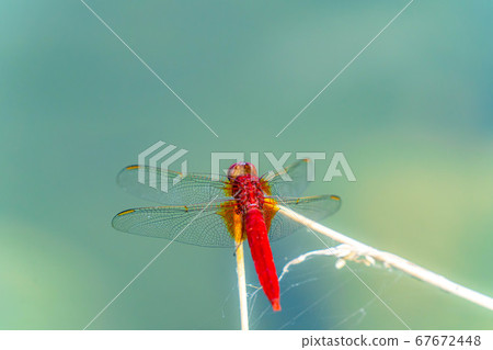 Red Dragonfly Nekitonbo [Nagano Prefecture] 67672448
