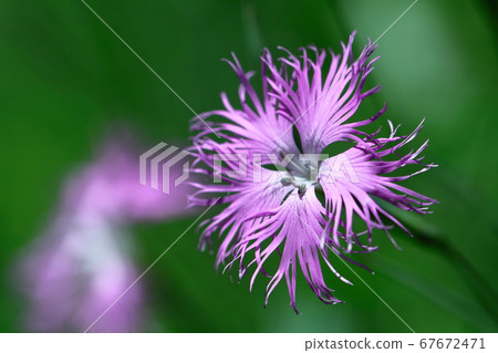Beautiful woman Beautiful woman 67672471
