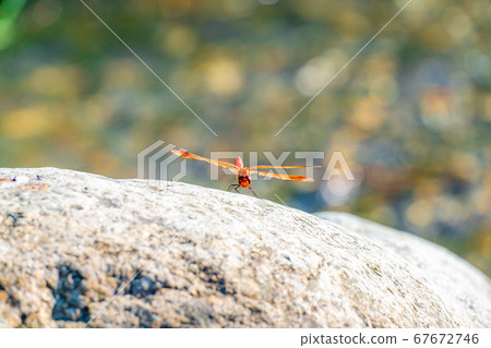 Red dragonfly perching Miyama Akane [Nagano Prefecture] 67672746