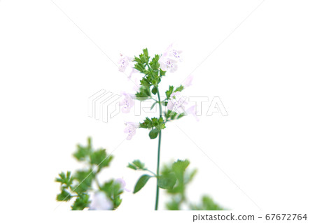 Kalaminsa Nepeta 67672764