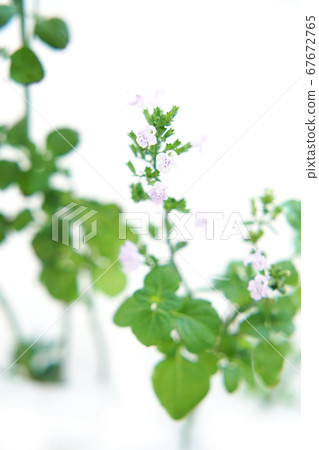 Kalaminsa Nepeta 67672765