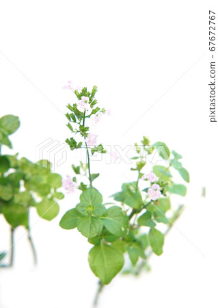 Kalaminsa Nepeta Kalaminsa Nepeta 67672767