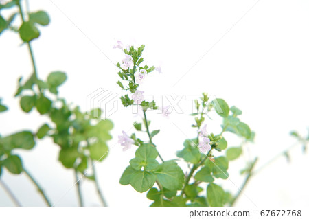 Kalaminsa Nepeta Kalaminsa Nepeta 67672768
