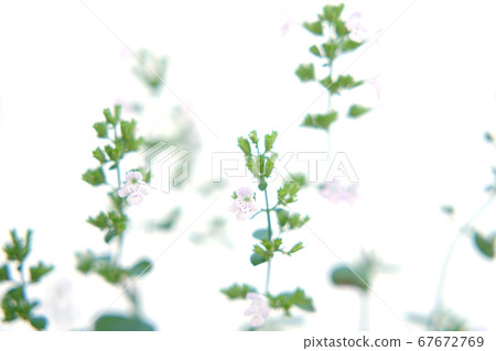 Kalaminsa Nepeta Kalaminsa Nepeta 67672769