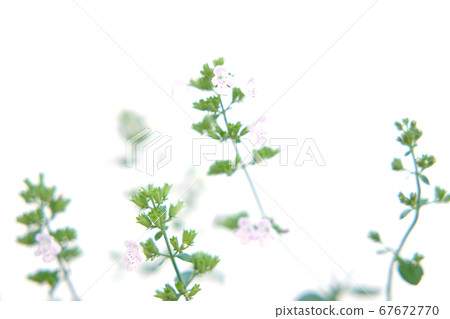 Kalaminsa Nepeta 67672770