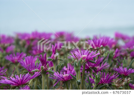 Purple summer flowers. Background, texture, and postcard. Purple summer flowers. Background, texture, and postcard. 67673037