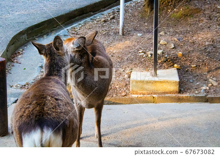 Deer grooming Deer grooming 67673082