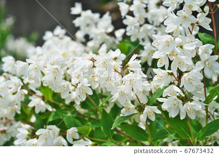 White cedar flowers White cedar flowers 67673432