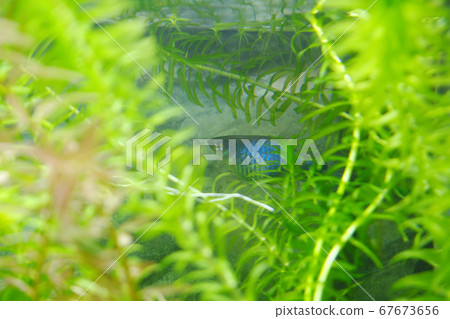 Mickey Mouse Platy hiding in aquatic plants 67673656