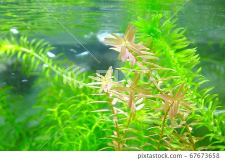 The world of aquatic plants that are healed in water 67673658