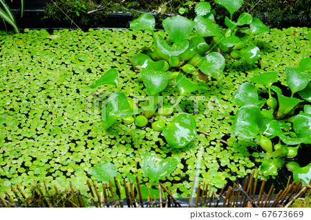 Amazon frog bit that covers the water surface that has greatly propagated Amazon frog bit that covers the water surface that has greatly propagated 67673669