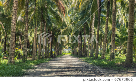 Calmness and shady in greenery coconut grove Calmness and shady in greenery coconut grove 67673966