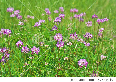 小小的紅色和白色黃芪花 小小的紅色和白色黃芪花 67674019