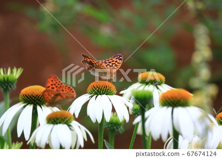 Flower and butterfly Flower and butterfly 67674124