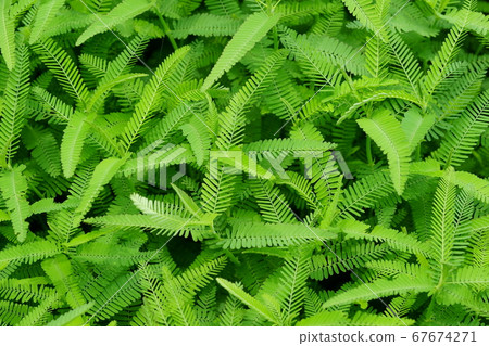 A cluster of Kawaretsu Tsumei grown to about 30 cm-5 67674271