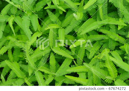 A cluster of Kawaretsu Tsumei grown to about 30 cm-7 67674272