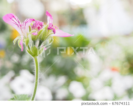 一朵花 67674311