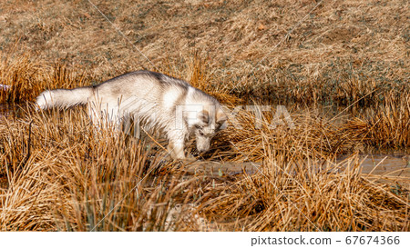 Siberian Husky breed dog is very similar to wild 67674366