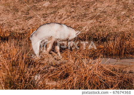 Siberian Husky breed dog is very similar to wild 67674368