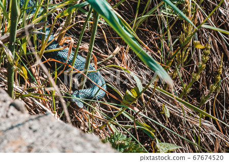 Carpathian viper hunts in disguise in the green Carpathian viper hunts in disguise in the green 67674520