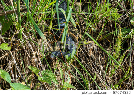 Carpathian viper hunts in disguise in the green Carpathian viper hunts in disguise in the green 67674523