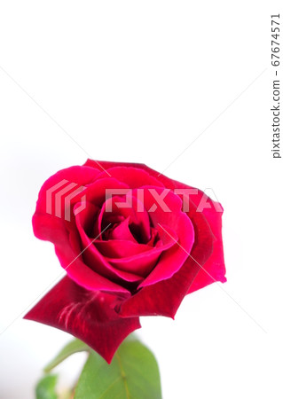 Roses Roses roses Roses Roses roses 67674571