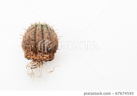 Cactus disease dry root rot caused by fungi, severe damage fungi infected Melocactus cactus isolated on white 67674593