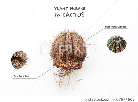 Cactus disease dry root rot and rust plant caused by fungi 67674602