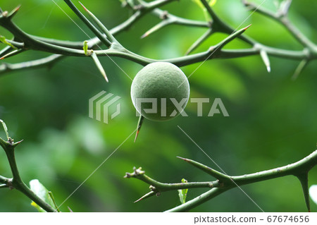 Karachi fruit surrounded by thorns 67674656