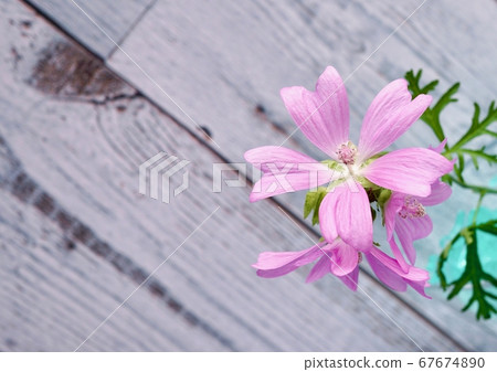 Tropical Mallow 3 Tropical Mallow 3 67674890