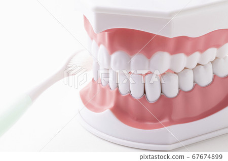 Tooth model with toothbrush 67674899