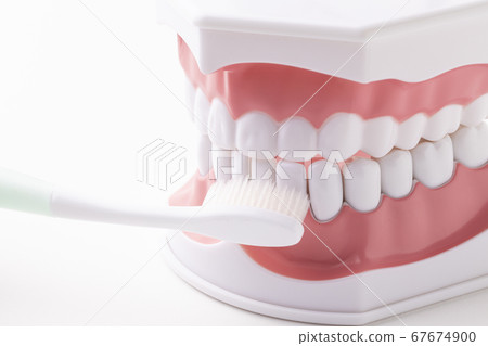 Tooth model with toothbrush Tooth model with toothbrush 67674900