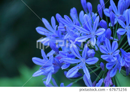 Blooming radially 67675256