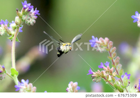 Himekuro Hodaku flying in the Arcanet field 67675309