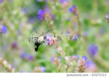 Himekuro Hojaku sucking the nectar of Arcanet while hovering 67675313