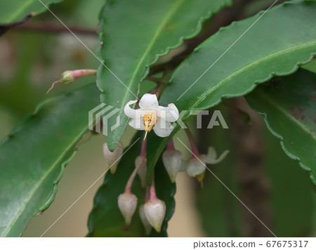 Manjou鮮花 Manjou鮮花 67675317