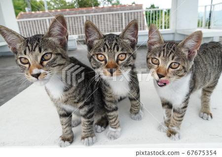 Stray Pheasant Stray Cat Kitten 67675354